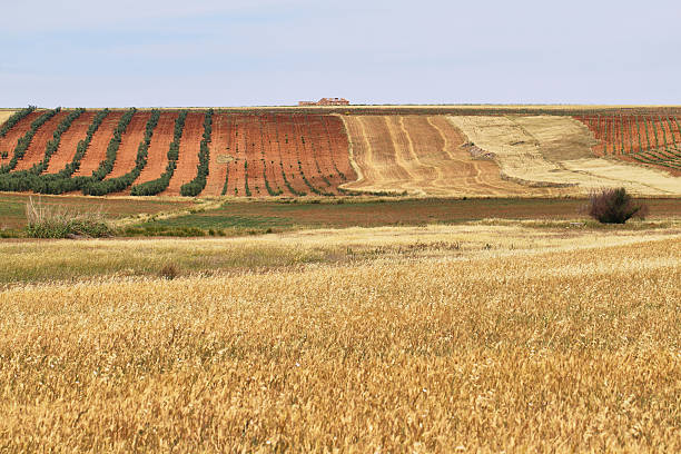 Colorful fields of vineyards and cereals