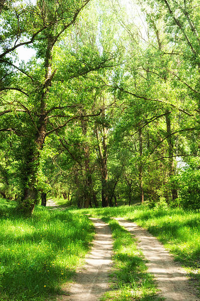 istock summer forest with sun and dirt road 466832405