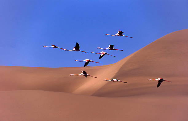 フラミンゴ以上 - walvis bay ストックフォトと画像