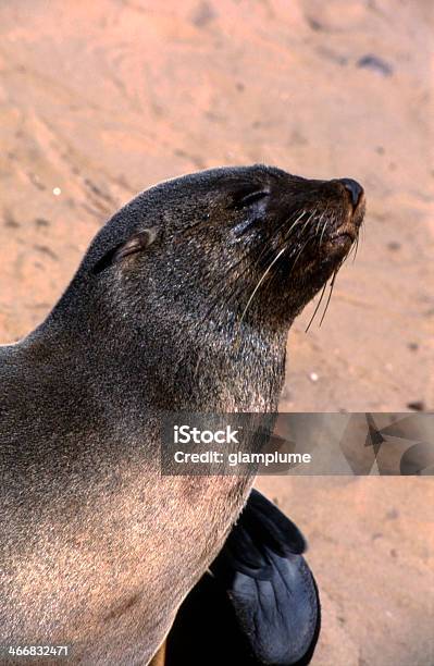 Sealnahaufnahme Stockfoto und mehr Bilder von Afrika - Afrika, Erongo, Fotografie