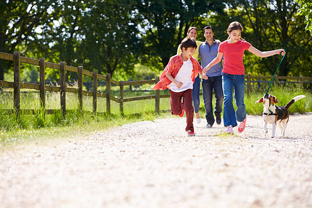 Hispanic Family Taking Dog For Walk In Countryside Hispanic Family Taking Dog For Walk In Countryside On Summers Day dog walking photos stock pictures, royalty-free photos & images
