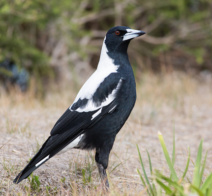 Magpie standing on ground
