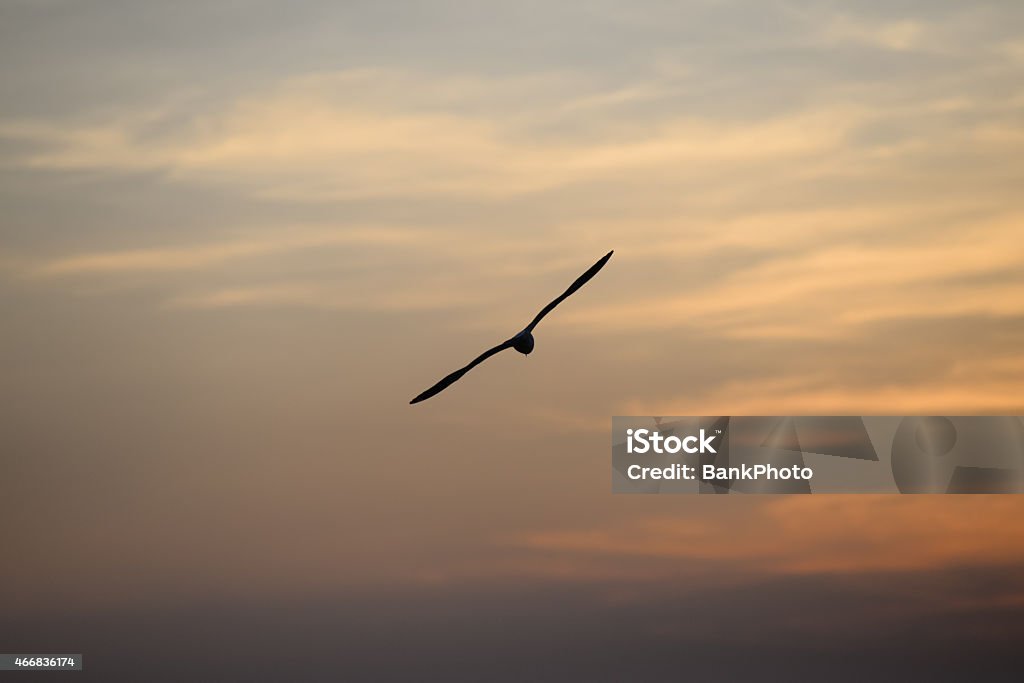 seagull with sunset in the background seagull with sunset in the background (sunrise, beach, sunset) 2015 Stock Photo