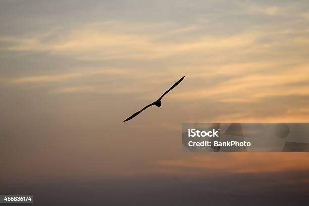 Seagull With Sunset In The Background Stock Photo - Download Image Now - 2015, Animal, Animal Body Part