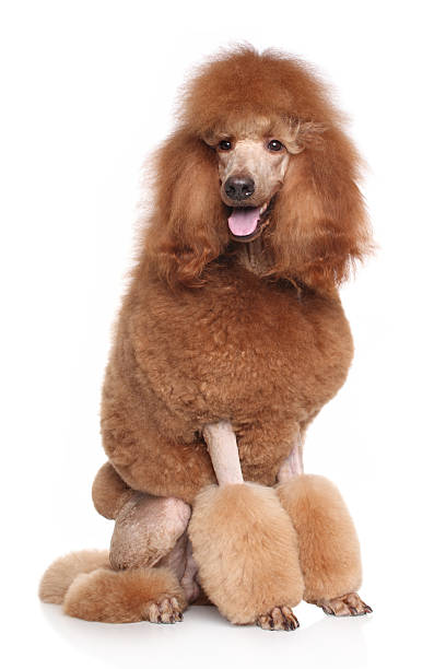 istock Happy dog in front of white background 466836592