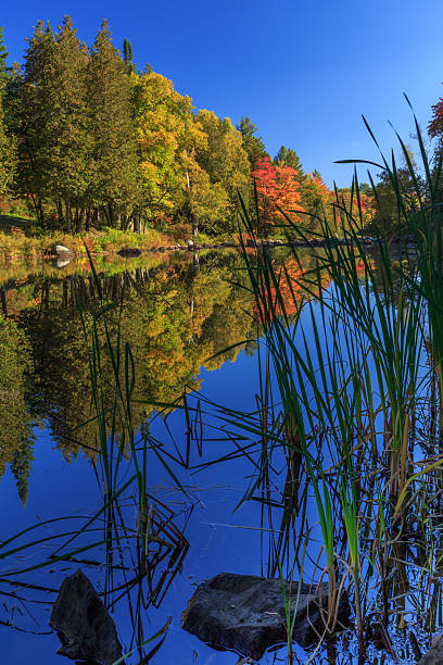 istock Fall foliage reflecting in placid blue lake with grasses 466836636
