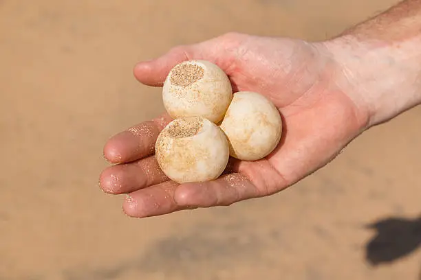 Photo of Man's hand holding turtle egg