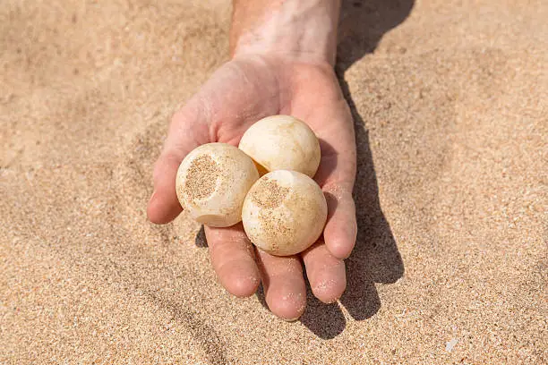Photo of Man's hand holding turtle egg