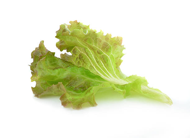 istock fresh red lettuce leaves isolated on white 466837200