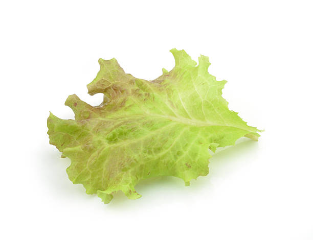istock fresh red lettuce leaves isolated on white 466837214