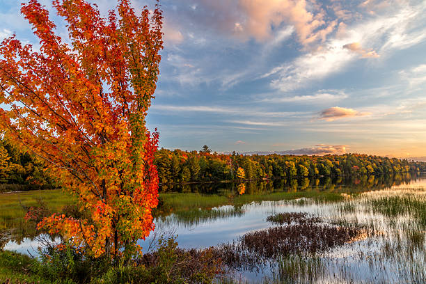 istock Landscape of windblown orange tree with water and reflections 466837906