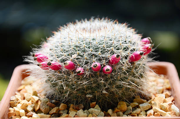 istock Flower on Cactus in the garden 466838006