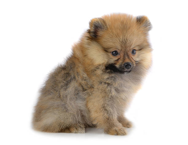 istock Pomeranian puppies isolated on white background. 466838762