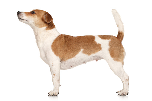 Jack Russell terrier in standing on a white background