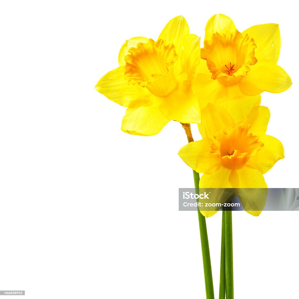 Yellow narcissi Yellow narcissi isolated over the white background with copyspace Daffodil Stock Photo