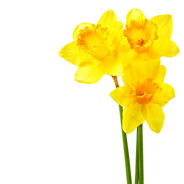 Yellow narcissi Yellow narcissi isolated over the white background with copyspace narcissus mythological character stock pictures, royalty-free photos & images