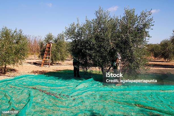 Harvesting Olives Stock Photo - Download Image Now - Olive Tree, Olive - Fruit, Harvesting