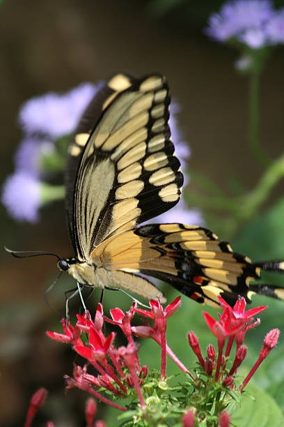 istock Yellow and black butterfly on delicate red flowers 466841116