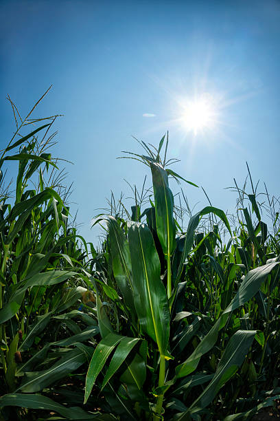 istock Looking down rows of corn stalks as the sun shines 466841232