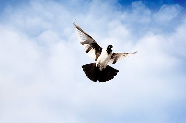 istock Dove in the air with wings wide open 466841642
