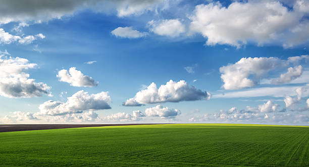 istock Wheat field against blue sky with white clouds 466842228