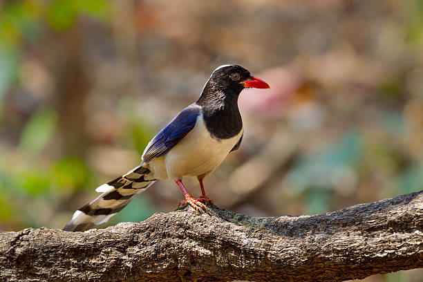 istock Portrait of Red-billed blue magpie 466842638