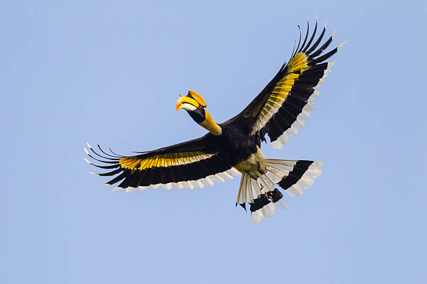 istock Full wings open express of freedom 466842652