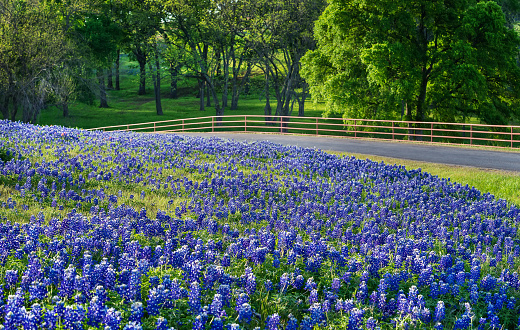 Texas bluebonnet field along country road in early morning light