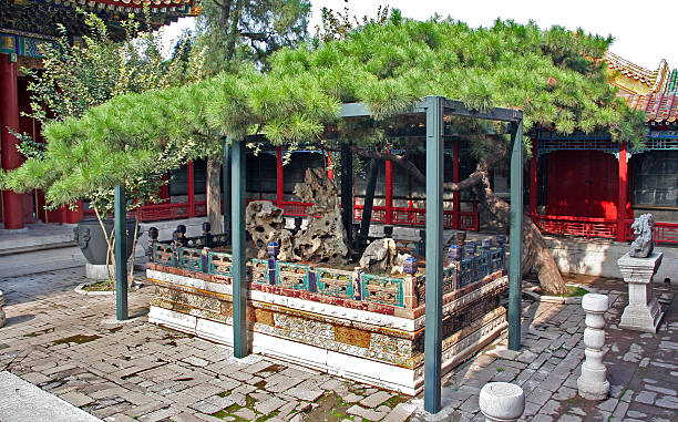 Beijing, China - August 2, 2009: Old artitifically formed pine in Forbidden City palace.Forbidden City includes a big number of various pavillons and courtyards.