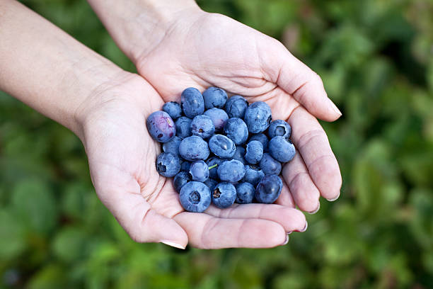 istock Blueberries in the woman's hands. 466842872