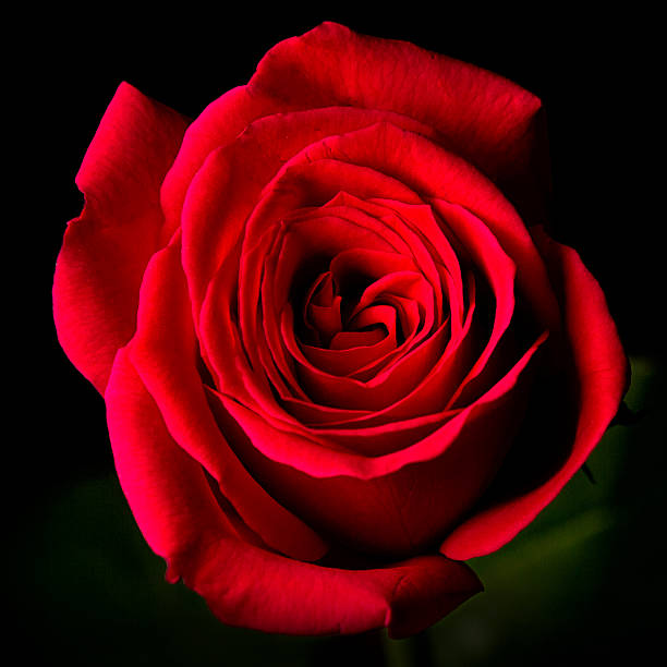 istock Red rose symbolic of love and compassion 466842888