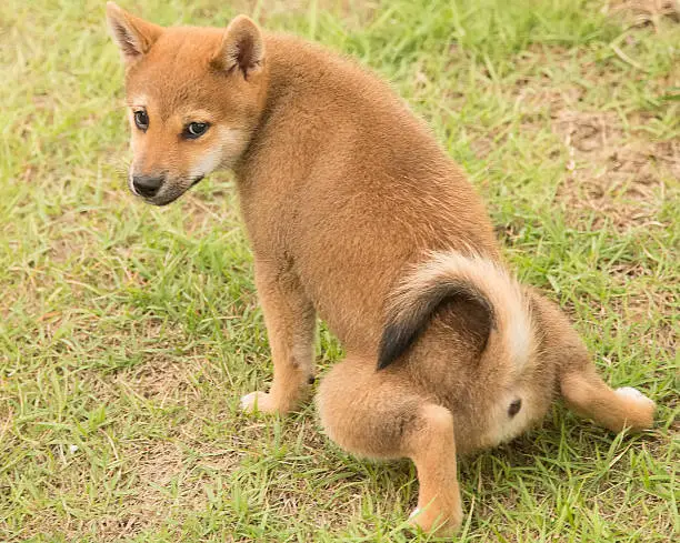 Shiba Inu puppy potty training