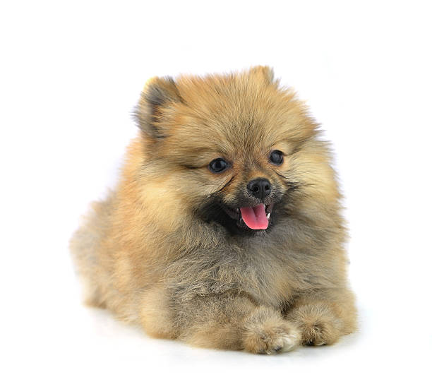 istock ppuppies isolated on white background. 466843642