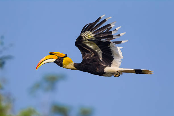 nahaufnahme seitenansicht des flying doppelhornvogel - doppelhornvogel stock-fotos und bilder