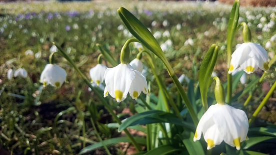Snowbell, dewdrop and  also known as St. Agnes' flower with Galanthus nivalis in the background