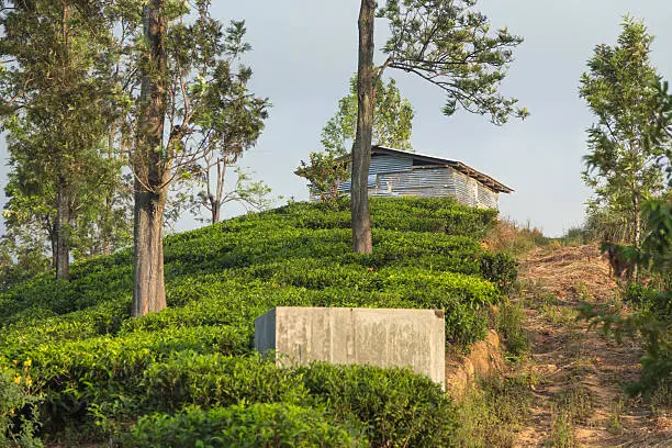 Photo of Small shed on hill at world famous tea plantation
