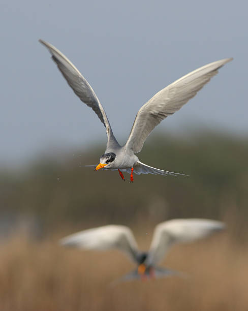 강 10 플라잉 - bird white tern arctic tern 뉴스 사진 이미지