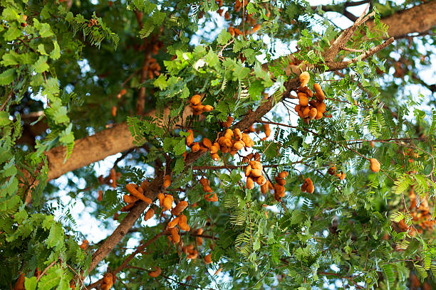 tamarin arbre - tamarin photos et images de collection