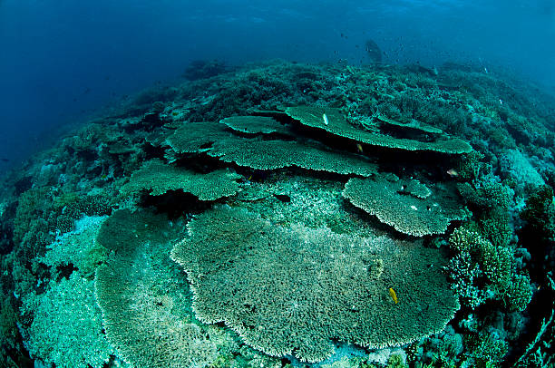 scuba diving, Coral, Egypt, Red Sea stock photo