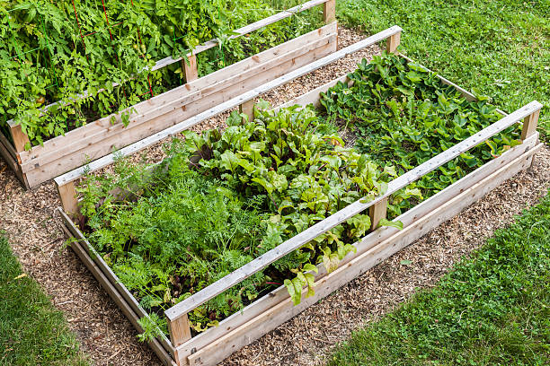 野菜畑に盛り上がったボックス - planting tomato vegetable garden vegetable ストックフォトと画像