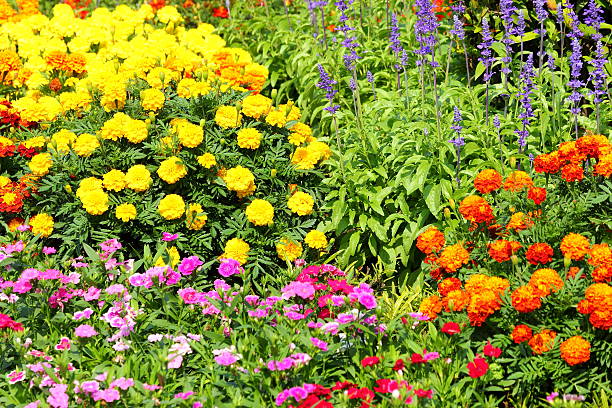 istock Flower gardens in Thailand 466849745