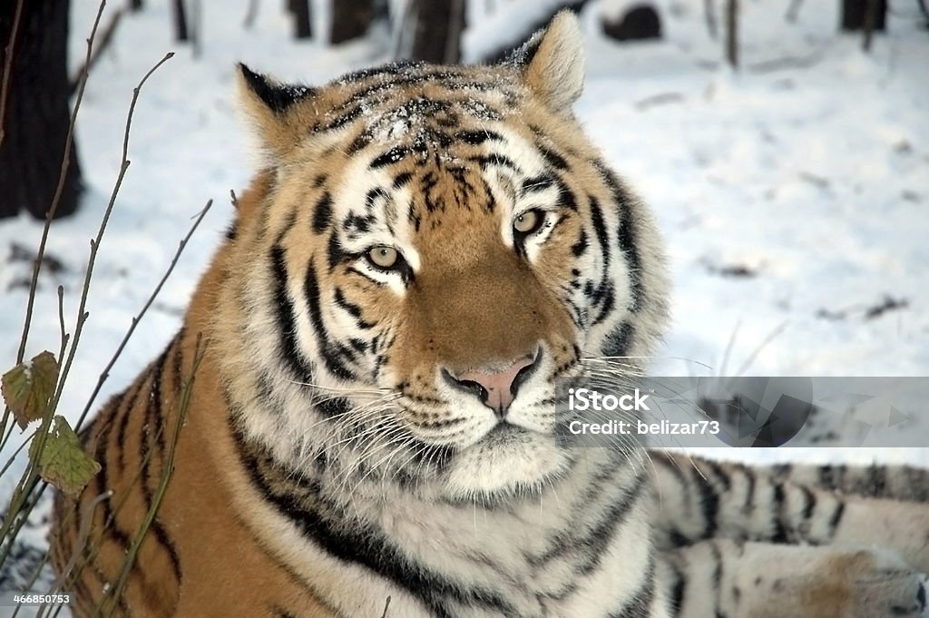 Siberian tiger Siberian tiger (Panthera tigris altaica) in winter Animal Body Part Stock Photo