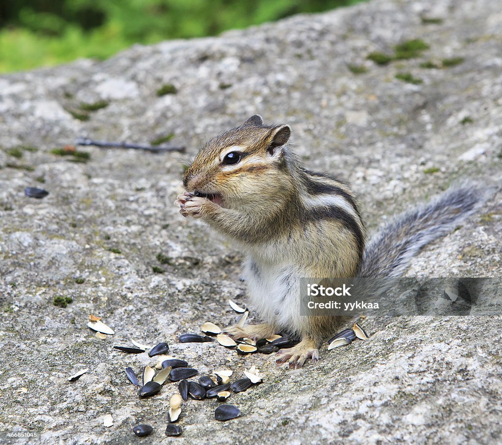 Funny wild chipmunk eats seeds. Altai Altai Nature Reserve Stock Photo