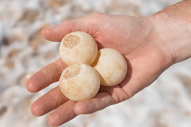 Photo of Man's hand holding turtle egg