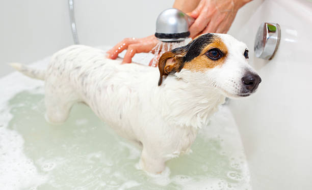 istock Jack Russell terrier being bathed in bathtub 466854079