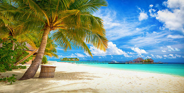 istock A tropical beach scene with palm trees, sand and a pier 466854789