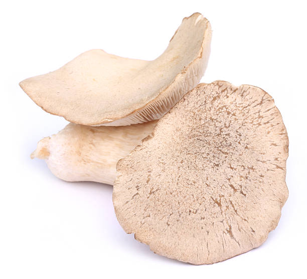 istock Edible Eryngii mushroom 466855573