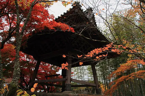 Photo of Autumn leaves and bell tower in Japan