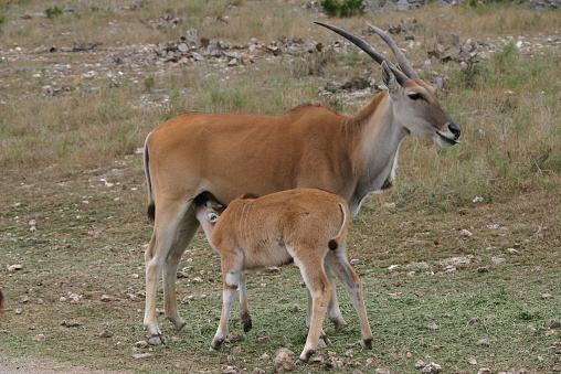 Kudu bebé en período de lactancia en acción momentánea photo
