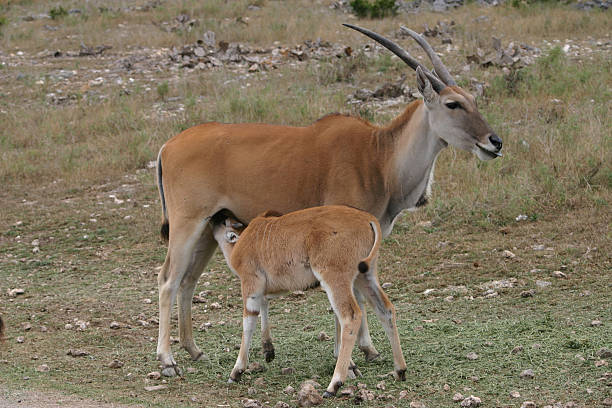 Kudu Baby Nursing on Mom A baby kudu nursing on his mother bushbuck stock pictures, royalty-free photos & images